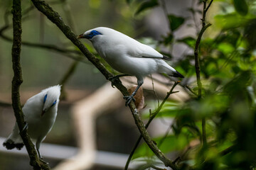 The Bali myna (Leucopsar rothschildi), also known as Rothschild's mynah, Bali starling, or Bali mynah, locally known as jalak Bali