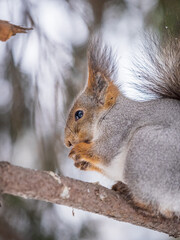 The squirrel with nut sits on tree in the winter or late autumn