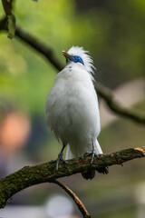 The Bali myna (Leucopsar rothschildi), also known as Rothschild's mynah, Bali starling, or Bali mynah, locally known as jalak Bali