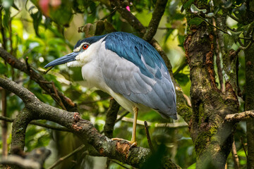 The black-crowned night heron (Nycticorax nycticorax), or black-capped night heron, commonly shortened to just night heron in Eurasia
