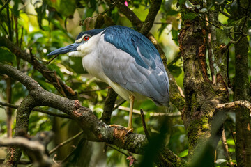 The black-crowned night heron (Nycticorax nycticorax), or black-capped night heron, commonly shortened to just night heron in Eurasia