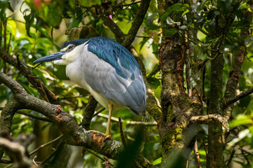 The black-crowned night heron (Nycticorax nycticorax), or black-capped night heron, commonly shortened to just night heron in Eurasia