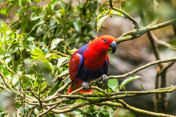 Eclectus is a genus of parrot, the Psittaciformes