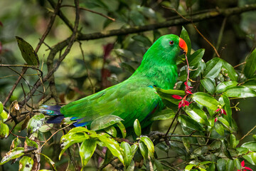Eclectus is a genus of parrot, the Psittaciformes