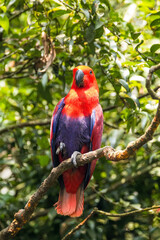 Eclectus is a genus of parrot, the Psittaciformes