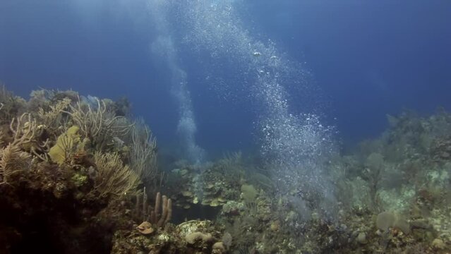 View of Caribbean underwater vibrant coral reefs is captivating. These simple actions can make huge difference in preserving and protecting our underwater world.