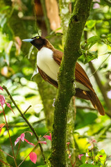 The birds-of-paradise are members of the family Paradisaeidae of the order Passeriformes. The majority of species are found in eastern Indonesia