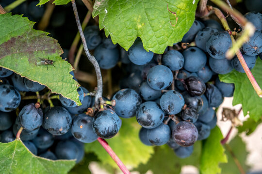 Racimo de uvas en el vi&ntilde;edo