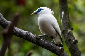 The Bali myna (Leucopsar rothschildi), also known as Rothschild's mynah, Bali starling, or Bali mynah, locally known as jalak Bali