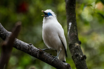 The Bali myna (Leucopsar rothschildi), also known as Rothschild's mynah, Bali starling, or Bali mynah, locally known as jalak Bali