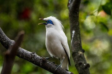 The Bali myna (Leucopsar rothschildi), also known as Rothschild's mynah, Bali starling, or Bali mynah, locally known as jalak Bali