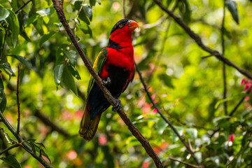 Eclectus is a genus of parrot, the Psittaciformes