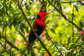 Eclectus is a genus of parrot, the Psittaciformes