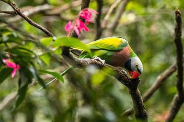 The red-breasted parakeet (Psittacula alexandri) is a parrot native to Southeast Asia