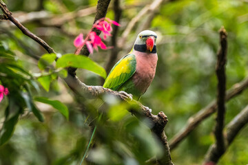The red-breasted parakeet (Psittacula alexandri) is a parrot native to Southeast Asia