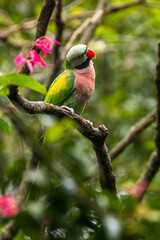 The red-breasted parakeet (Psittacula alexandri) is a parrot native to Southeast Asia