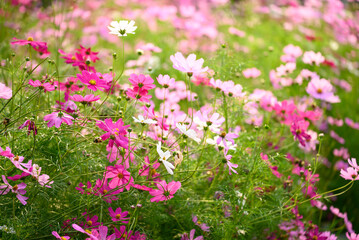 Obraz na płótnie Canvas Beautiful cosmos flowers blossom in garden, Flower field in spring season