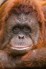 The Sumatran orangutan (Pongo abelii) is one of the three species of orangutans