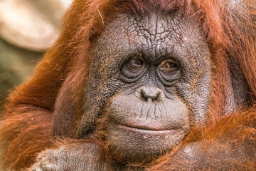 The Sumatran orangutan (Pongo abelii) is one of the three species of orangutans