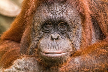 The Sumatran orangutan (Pongo abelii) is one of the three species of orangutans © lessysebastian
