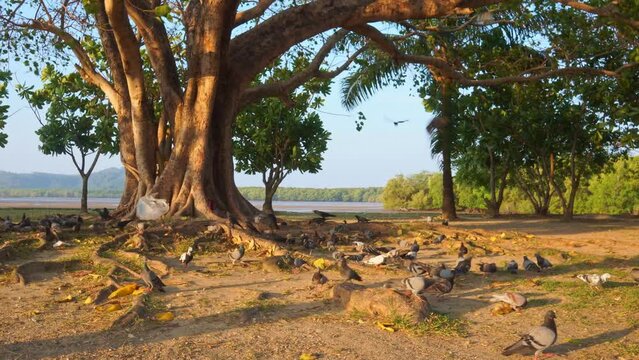 .A flock of pigeons looking for food on the ground..A flock of pigeons are feeding under the tree and fly..beautiful of nature life.