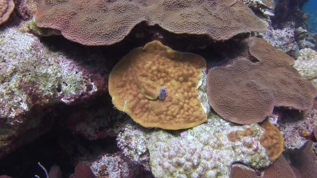 Watch of coral garden and nether environment. From bioluminescent creatures that light up darkness, to deep-sea creatures with bizarre shapes and sizes, each one has its own unique story to tell.