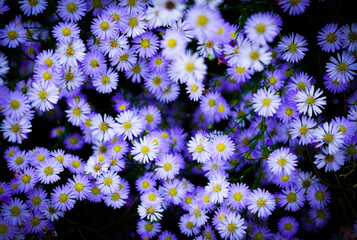 ホワイトデイジー