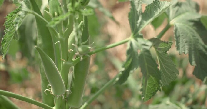 Static close up of green gombo plant with green fruits moving with wind. Abelmoschus esculentus