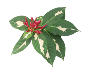 Graptophyllum pictum (L.) Griff or Caricature plant leaves. Close up red flowers on green leaves isolated on transparent background. 