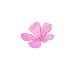 White plumbago or Cape leadwort flower. Close up small pink flower bouquet isolated on transparent background.	