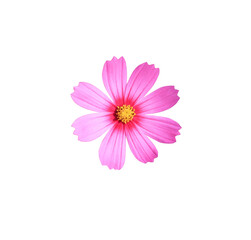 Mexican Diasy or Cosmos flower. Close up small pink flower bouquet isolated on transparent background. Top view pink exotic flower.	