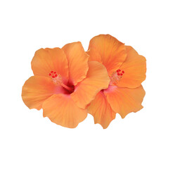 Shoe Flower or Hibiscus or Chinese rose flower. Close up yellow hibiscus flower isolated on transparent background.