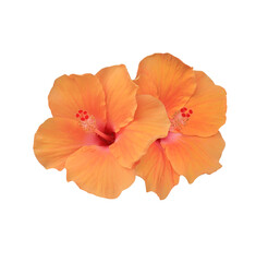 Shoe Flower or Hibiscus or Chinese rose flower. Close up yellow hibiscus flower isolated on transparent background. © Tonpong