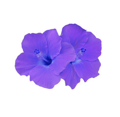 Shoe Flower or Hibiscus or Chinese rose flower. Close up violet hibiscus flower bouquet isolated on transparent background. 