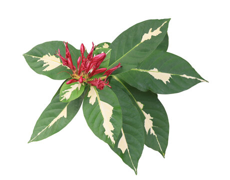 Graptophyllum pictum (L.) Griff or Caricature plant leaves. Close up red flowers on green leaves isolated on transparent background. 