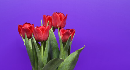 Red tulips with green leaves over purple background