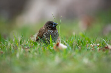 Scaly-breasted munia eating grass seeds