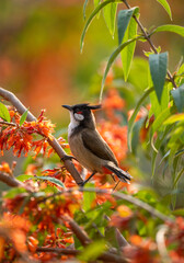 Red-whiskered bulbul on Woodfordia flowers