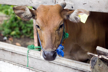 portrait of a cow in a stable