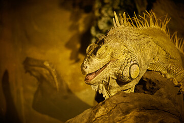 Iguana enjoying the heat in a zoo in Norway