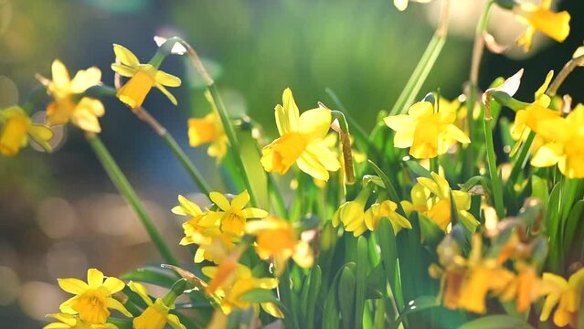 Daffodils, Narcissus, yellow Daffodil flowers in spring garden blooming, Easter background, bouquet. Beautiful Spring Easter daffodils growing, beauty flower. Slow motion