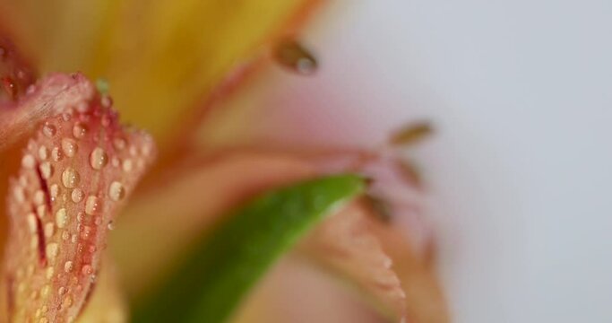 Extreme close up shot of Peruvian flower with progressive focusing of the flower details.