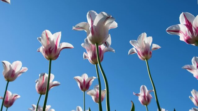 White and pink colored Tulip flowers against blue sky swaying to breeze.