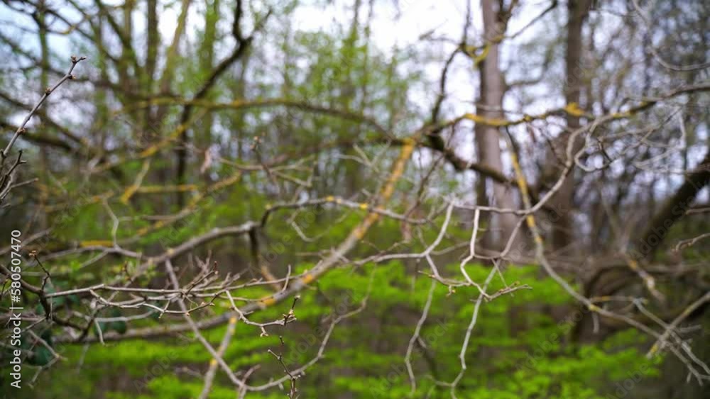 Poster branch without leaves but with small buds in the foreground and many yellow leaves of a tree in the 