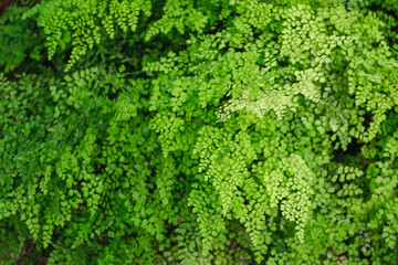 Closeup image of Brittle maidenhair fern or Adiantum tenerum in the garden