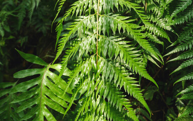 Closeup image of Fern leaves in the garden
