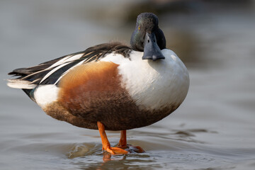 profile for a Northern Shoveler
