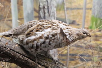 Wild Chicken
