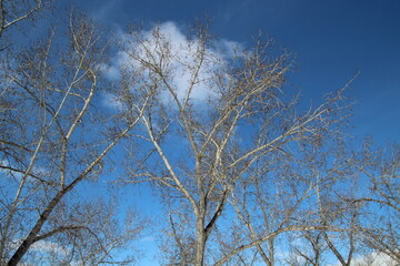 trees and sky, William Hawrelak Park, Edmonton, Alberta