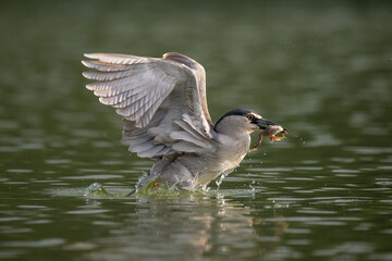 A night heron in flight catching fish